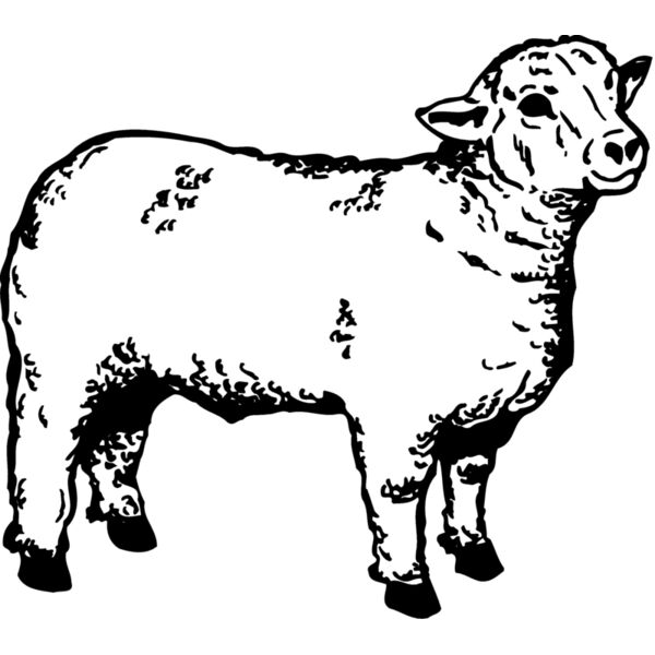 SHEEP006 Thumbnail