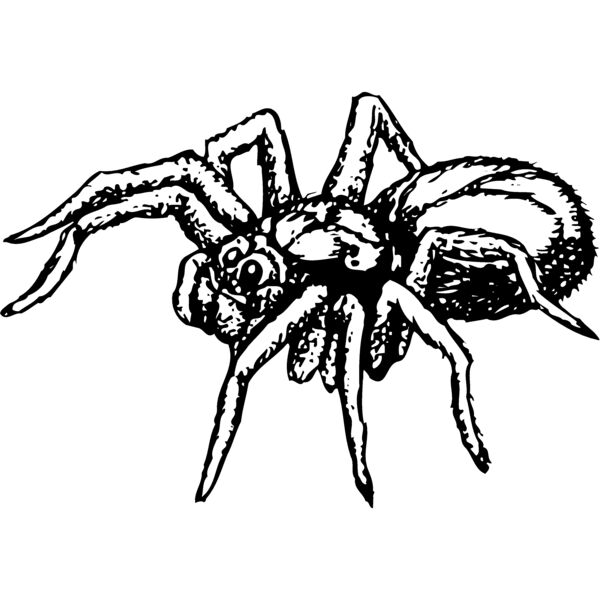 SPIDER04 Thumbnail